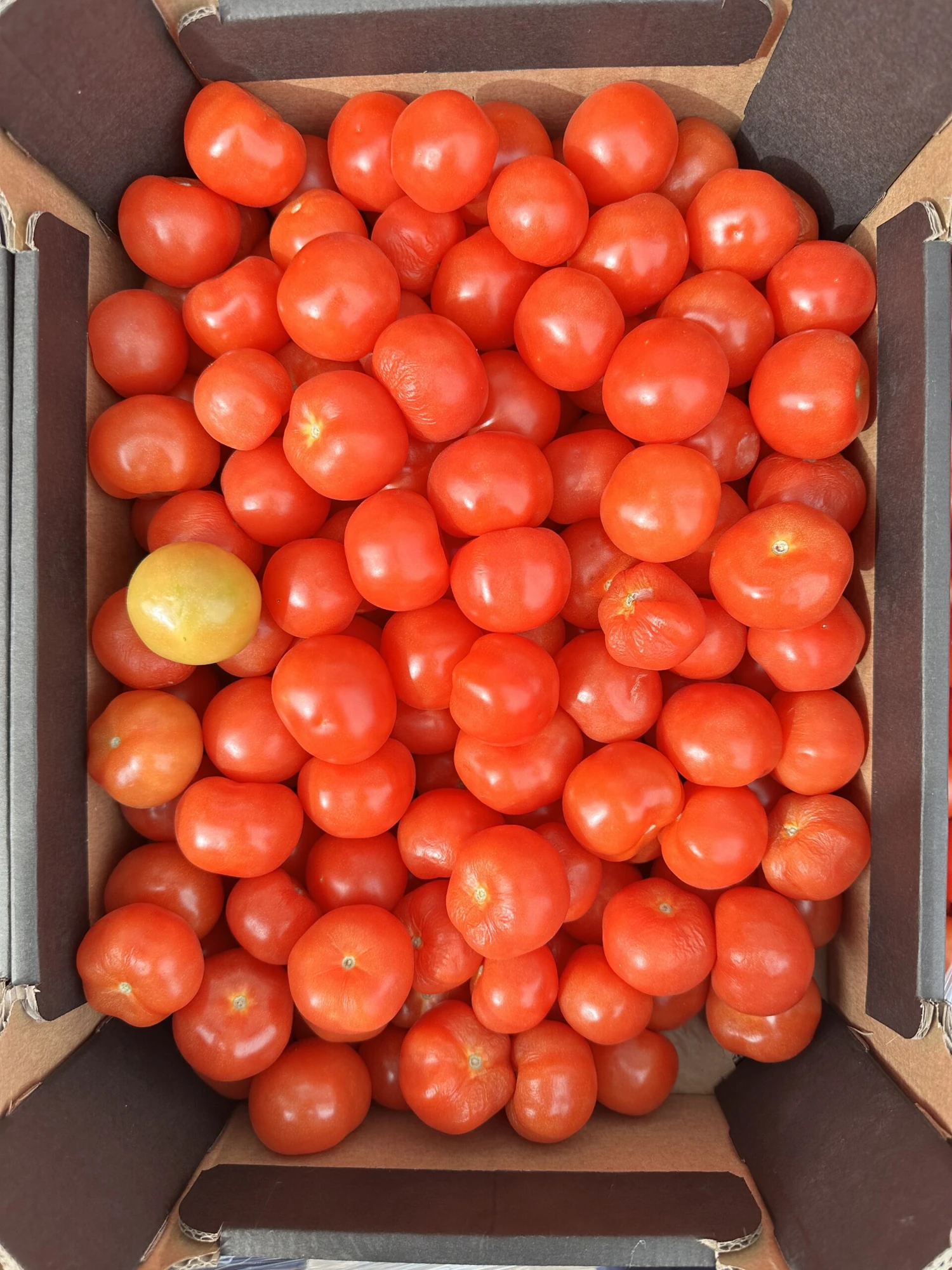 Fresh Tomatoes
